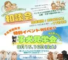 チワプー(チワワ×トイプードル)【埼玉県・男の子・2025年6月28日・クリームホワイト】の写真2「🍆お盆期間限定🥒特別イベントWeek！🎉相談会＆見学会開催📣📣」