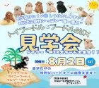 ポメプー(ポメラニアン×トイプードル)【埼玉県・女の子・2025年6月14日・オレンジセーブル】の写真2「トイプー・プードルMIX限定の見学会開催🎉お迎えを考えているなら、今回参加しないのはもったいない！」