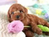 トイプードル(トイ)【埼玉県・男の子・2025年6月22日・レッド】の写真3「🐶全頭総額表示で安心💖接種済ワクチン代・マイクロチップ代・健康診断が込みの価格です!!☺」