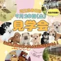 チワックス(チワワ×ダックスフンド)【埼玉県・男の子・2025年5月28日・シェーデッドレッド】の写真2「【完全予約制】見学会への参加のご希望は「この子犬の見学希望/問い合わせ」から🐶💕」