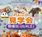 チワワ(ロング)【埼玉県・男の子・2025年8月13日・ブラックタン】の写真2「【完全予約制】見学会への参加のご希望は「この子犬の見学希望/問い合わせ」から🐶💕」
