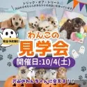 トイプードル(トイ)【埼玉県・男の子・2025年6月22日・レッド】の写真2「🎃10月も開催📣一度にたくさんの子犬を見学できる”見学会”🎃✨」