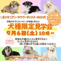 ポメラニアン【埼玉県・男の子・2025年6月18日・オレンジセーブル】の写真2「初開催📣ポメ・チワワ・ダックス限定見学会🎉次の開催予定ありません！！」