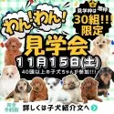 ティーカッププードル【埼玉県・男の子・2025年9月14日・レッド】の写真2「🐶大好評につき11月も開催📣一度にたくさんの子犬を見学できる”見学会”🐶」