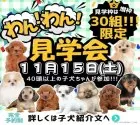 チワワ(ロング)【埼玉県・男の子・2025年10月4日・ブラックタン&ホワイト】の写真2「🐶大好評につき11月も開催📣一度にたくさんの子犬を見学できる”見学会”🐶」