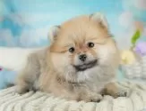 ポメラニアン【埼玉県・男の子・2025年8月6日・オレンジセーブル】の写真3「🐶全頭総額表示で安心💖接種済ワクチン代・マイクロチップ代・健康診断が込みの価格です!!☺」