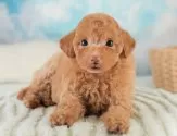 トイプードル(トイ)【埼玉県・女の子・2025年4月28日・レッド】の写真3「🐶全頭総額表示で安心💖接種済ワクチン代・マイクロチップ代・健康診断が込みの価格です!!☺」