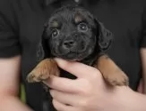 チワックス(チワワ×ダックスフンド)【埼玉県・女の子・2025年6月17日・ブラック&タン】の写真3「🐶全頭総額表示で安心💖接種済ワクチン代・マイクロチップ代・健康診断が込みの価格です!!☺」