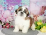 シーズー【埼玉県・男の子・2025年5月1日・ホワイト&ゴールド】の写真3「🐶全頭総額表示で安心💖接種済ワクチン代・マイクロチップ代・健康診断が込みの価格です!!☺」