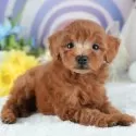 トイプードル(トイ)【埼玉県・男の子・2025年3月10日・レッド】の写真3「🐶全頭総額表示で安心💖接種済ワクチン代・マイクロチップ代・健康診断が込みの価格です!!☺」