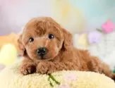 トイプードル(トイ)【埼玉県・女の子・2025年8月3日・レッド】の写真3「🐶全頭総額表示で安心💖接種済ワクチン代・マイクロチップ代・健康診断が込みの価格です!!☺」
