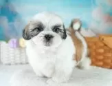 シーズー【埼玉県・男の子・2025年6月2日・ゴールド&ホワイト】の写真3「🐶全頭総額表示で安心💖接種済ワクチン代・マイクロチップ代・健康診断が込みの価格です!!☺」