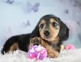 ミニチュアダックスフンド(ロング)【埼玉県・女の子・2025年3月16日・ブラックタン】の写真3「🐶全頭総額表示で安心💖接種済ワクチン代・マイクロチップ代・健康診断が込みの価格です!!☺」