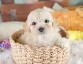 マルプー(マルチーズ×トイプードル)【埼玉県・女の子・2025年6月23日・クリーム】の写真3「🐶全頭総額表示で安心💖接種済ワクチン代・マイクロチップ代・健康診断が込みの価格です!!☺」