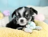 チワワ(ロング)【埼玉県・男の子・2025年8月13日・ブラックタン&ホワイト】の写真3「🐶全頭総額表示で安心💖接種済ワクチン代・マイクロチップ代・健康診断が込みの価格です!!☺」