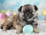 チワワ(ロング)【埼玉県・男の子・2025年6月12日・フォーン】の写真3「🐶全頭総額表示で安心💖接種済ワクチン代・マイクロチップ代・健康診断が込みの価格です!!☺」