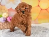 トイプードル(トイ)【埼玉県・男の子・2024年12月29日・レッド】の写真3「🐶全頭総額表示で安心💖接種済ワクチン代・マイクロチップ代・健康診断が込みの価格です!!☺」
