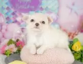 チワワ(ロング)【埼玉県・女の子・2025年3月7日・クリーム&ホワイト】の写真3「🐶全頭総額表示で安心💖接種済ワクチン代・マイクロチップ代・健康診断が込みの価格です!!☺」