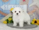 マルチーズ【埼玉県・男の子・2025年5月26日・ホワイト】の写真4「とりあえずお気に入り登録！☺お気に入り登録の方限定で特別クーポンを配信中です！🌟」