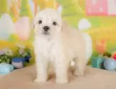 マルプー(マルチーズ×トイプードル)【埼玉県・男の子・2025年8月14日・クリーム】の写真4「とりあえずお気に入り登録！☺お気に入り登録の方限定で特別クーポンを配信中です！🌟」