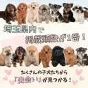 トイプードル(トイ)【埼玉県・男の子・2025年5月9日・レッド】の写真5「埼玉県内でワンちゃんの掲載数No.1👑たくさんの子から出会いを見つけてください💕」