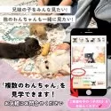 チワプー(チワワ×トイプードル)【埼玉県・女の子・2025年6月28日・クリーム】の写真5「複数頭での見学も可能です！🐶お問い合わせ時に希望の子の「子犬ID」をお伝えください💕」