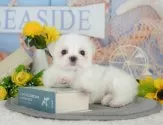 マルチーズ【埼玉県・男の子・2025年5月26日・ホワイト】の写真6「全頭獣医師による健康診断済み！💉お迎えの際は健康診断書をお渡しいたします」