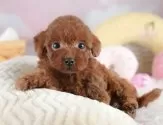 タイニープードル【埼玉県・男の子・2025年7月14日・レッド】の写真6「全頭獣医師による健康診断済み！💉お迎えの際は健康診断書をお渡しいたします」