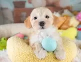 マルプー(マルチーズ×トイプードル)【埼玉県・男の子・2025年9月29日・アプリコット】の写真6「全頭獣医師による健康診断済み！💉お迎えの際は健康診断書をお渡しいたします」