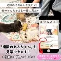 トイプードル(トイ)【埼玉県・男の子・2025年4月9日・レッド】の写真8「この子を見たいと思った当日でも見学可能です🌟まずはお気軽にご連絡ください📧」