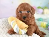 トイプードル(トイ)【埼玉県・男の子・2025年6月22日・レッド】の写真13「一度の見学で兄妹ちゃんや他のわんちゃんなど複数頭の見学が可能です！🐶」