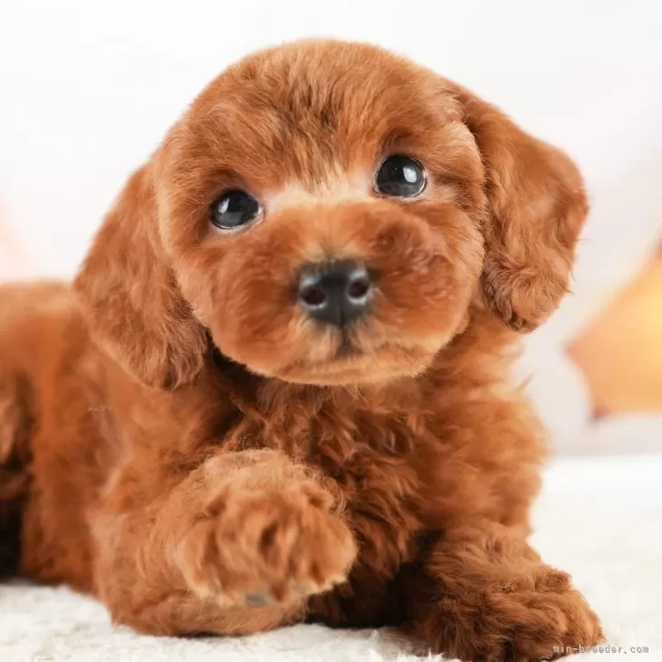 ID：2409-03122の子犬