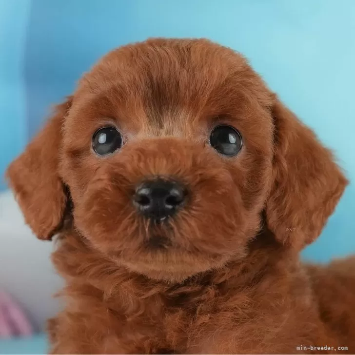 ID:2410-07861の子犬