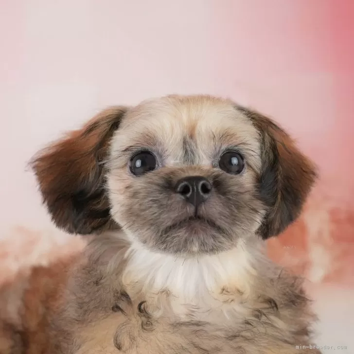 ID：2407-01684の子犬