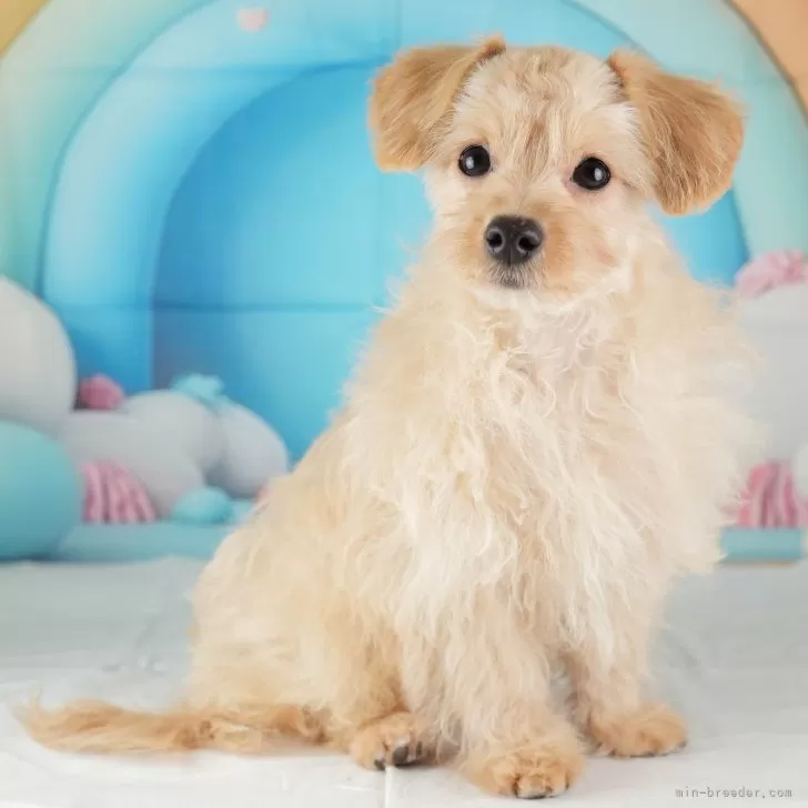 ID：2405-07024の子犬