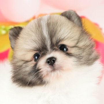 ポメラニアン【埼玉県・男の子・2024年7月16日・パーティー】の写真「ふわふわモフモフです🧸」