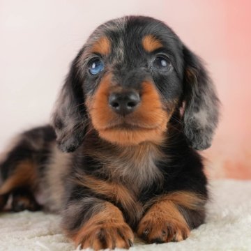 ミニチュアダックスフンド(ロング)【埼玉県・男の子・2024年8月19日・シルバーダップル】の写真「🌟埼玉県内 わんちゃんの掲載数No.1🐶🐶」