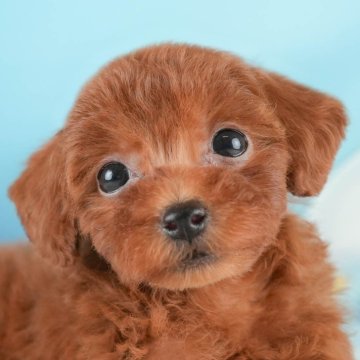 トイプードル(トイ)【埼玉県・女の子・2024年8月28日・レッド】の写真「12月7日(土)見学会開催⛄」
