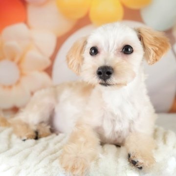 マルプー(マルチーズ×トイプードル)【埼玉県・男の子・2024年1月28日・アプリコット】の写真「元気いっぱいな男の子です🥎」