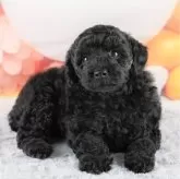 トイプードル(トイ)【埼玉県・女の子・2024年7月1日・ブラック】の写真2「複数頭見学もできるワン🐶」