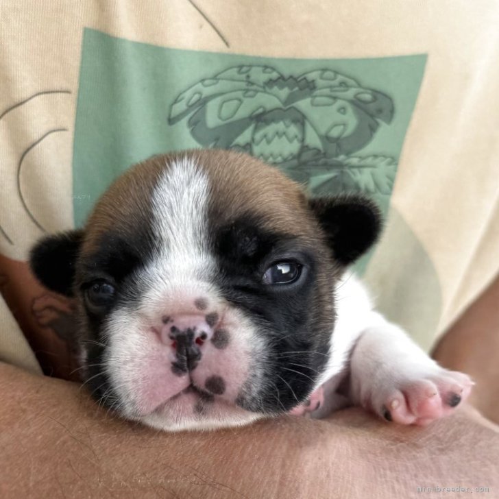 ブリーダー画像