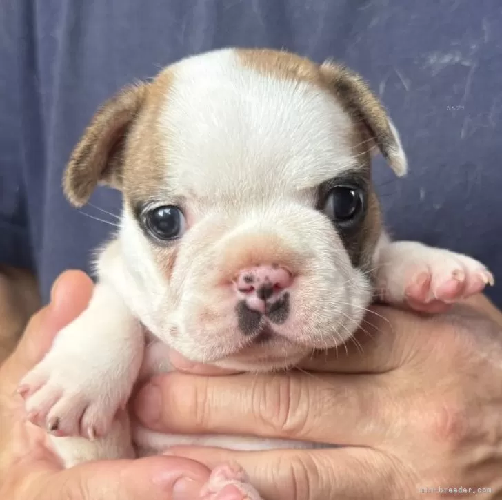 ID：2506-00250の子犬