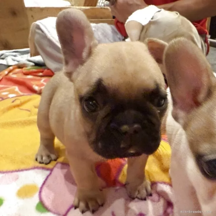 ジロー 様のお迎えした子犬