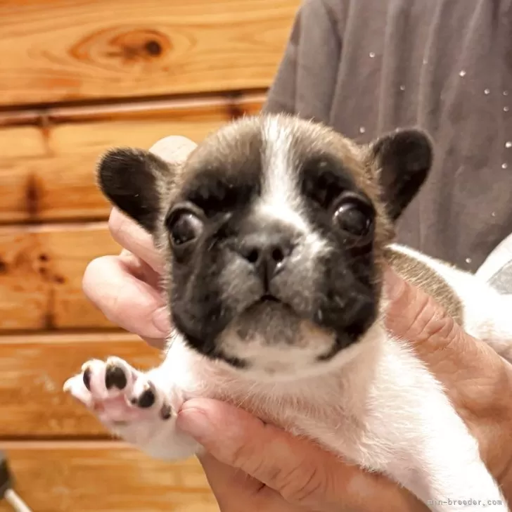 フレンチブルドッグ【山口県・女の子・2025年9月23日・フォーンパイド】の写真1