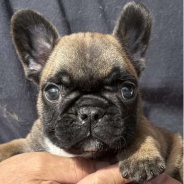 フレンチブルドッグ【山口県・男の子・2025年10月14日・フォーン】の写真「ショートボディの男の子」