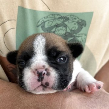 フレンチブルドッグ【山口県・女の子・2025年10月14日・レッドフォーンパイド1】の写真「1番大きな女の子」