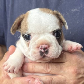 フレンチブルドッグ【山口県・女の子・2025年5月17日・フォーンパイド】の写真「丸々コロコロな女の子」