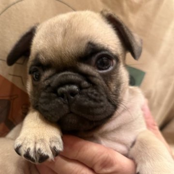 フレンチブルドッグ【山口県・女の子・2025年1月24日・フォーン】の写真「3月25日迄の特別価格（成約限定）」