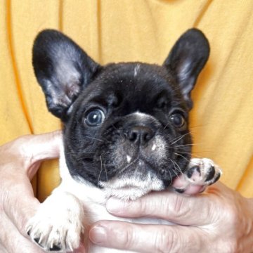 フレンチブルドッグ【山口県・女の子・2025年3月31日・パイド】の写真「丸々コロコロな女の子」