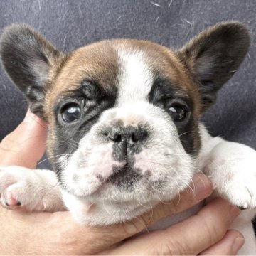 フレンチブルドッグ【山口県・男の子・2025年10月14日・レッドフォーンパイド】の写真「ショートボディの男の子」